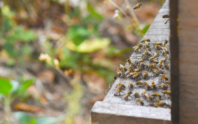 ¿Sabes qué hacer ante un ataque de abejas? Te decimos