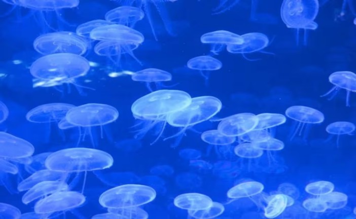 La presencia masiva de la medusa conocida como “dedal” en aguas del Caribe mexicano está afectando la actividad pesquera y podría impactar zonas de nado en Isla Mujeres. Especialistas advierten sobre la “erupción del bañista”, una dermatitis provocada por el contacto con este organismo.