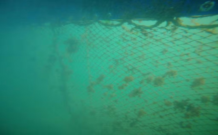Activistas ambientales advirtieron que las barreras instaladas en el mar para contener el sargazo frente a las playas de Punta Esmeralda, Playa 88 y Playa 72, en Playa del Carmen, podrían representar un riesgo para las tortugas marinas durante la próxima temporada de arribazón.