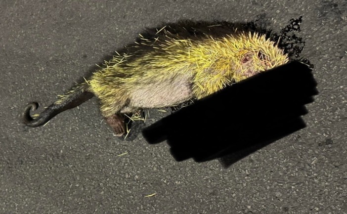 Una hembra de puercoespín que se encontraba embarazada murió tras ser atropellada en el Boulevard Bahía de Chetumal, cerca del balneario Dos Mulas. Habitantes de la zona hicieron un llamado a los automovilistas a conducir con mayor precaución, ya que el área es hábitat natural de diversas especies silvestres.