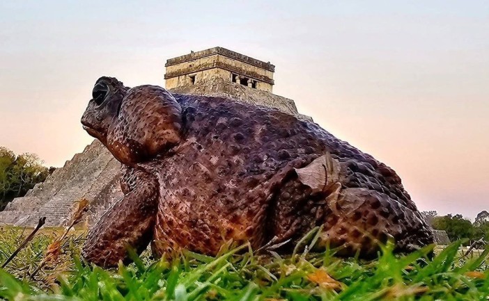 Como si posara para la foto; se viraliza 'sapo gigante' captado en Chichén Itzá