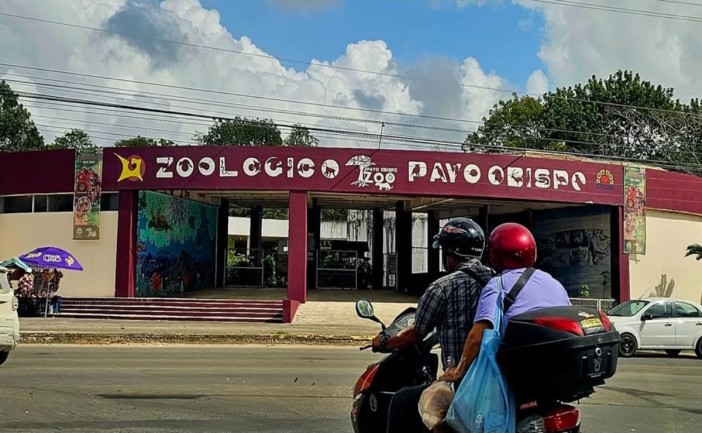 Autoridades municipales de Chetumal preparan un proyecto de rehabilitación y transformación del Zoológico Payo Obispo, con una inversión estimada de 19 millones de pesos. La iniciativa busca convertir el espacio en un centro interactivo enfocado en la conservación de la fauna y la educación ambiental.