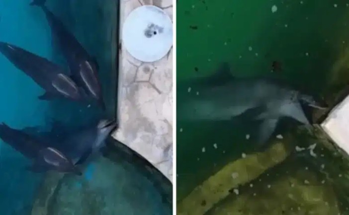 Organizaciones ambientalistas denunciaron que nueve delfines continúan en cautiverio dentro del delfinario del parque Ventura Park, operado por Dolphin Discovery. Activistas aseguran que los ejemplares permanecen en tanques de concreto desde hace meses, mientras que autoridades federales señalaron que los animales se encuentran bajo resguardo del Estado y reciben atención veterinaria especializada.