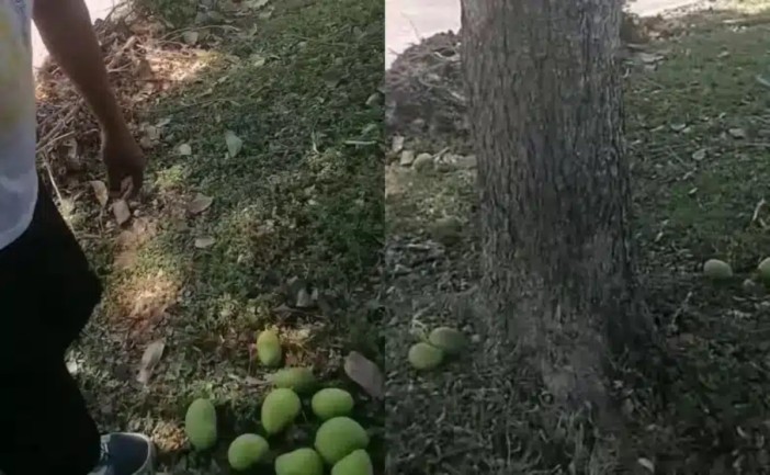 Un video difundido en redes sociales muestra una confrontación entre una mujer y un hombre por la recolección de mangos de un árbol ubicado en un camellón de la avenida José María Morelos, en Chetumal. El caso generó opiniones divididas sobre el uso de árboles frutales en espacios públicos.