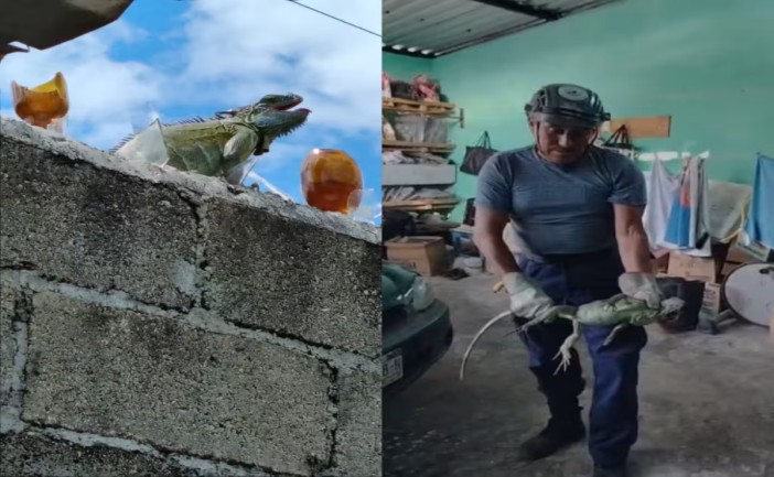 Una familia del fraccionamiento Arboledas, en Chetumal, vivió momentos de tensión luego de que una iguana verde de gran tamaño ingresó a su vivienda y se resguardó en la cocina. Elementos del Heroico Cuerpo de Bomberos realizaron el rescate y posteriormente liberaron al animal en una zona segura.