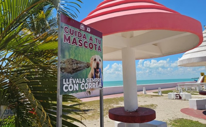 Autoridades del municipio de Othón P. Blanco instalaron señalética informativa y preventiva en distintos puntos del Boulevard Bahía de Chetumal para alertar a ciudadanos y turistas sobre la presencia de cocodrilos. La medida busca fomentar la convivencia responsable con esta especie que habita de manera natural en la zona.