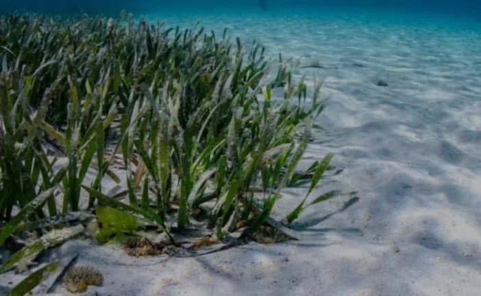 Autoridades ambientales iniciarán estudios científicos para determinar la causa de la reducción de aproximadamente 30 hectáreas de pastos marinos en el Parque Nacional Isla Contoy. La investigación forma parte de varios proyectos enfocados en analizar el estado de la flora y fauna de la reserva natural.