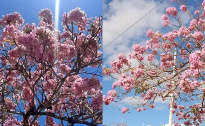 La floración de los árboles conocidos como maculís ha comenzado a destacar en diversos puntos de Cancún, donde sus intensas tonalidades rosadas y amarillas atraen la mirada de habitantes y turistas. Autoridades municipales señalan que estas especies forman parte de estrategias de reforestación y embellecimiento urbano impulsadas en el municipio de Benito Juárez.