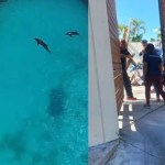 Profepa niega mala condición de delfines en Dolphin Discovery Cancún; video exhibe denuncia