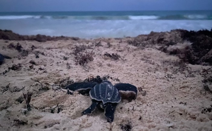 Quintana Roo fortalece su liderazgo en la protección de la vida silvestre tras liberar más de 152 mil crías de tortuga marina durante la última temporada de anidación. Especialistas destacan el uso de tecnología y el trabajo comunitario para proteger los nidos en las playas del Caribe mexicano.