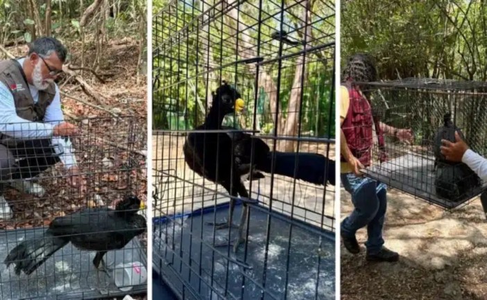 Autoridades ambientales rescataron un ejemplar de hocofaisán en la Supermanzana 75 de Cancún, una especie protegida en México, que posteriormente fue liberada en el Parque Kabah tras su valoración médica.