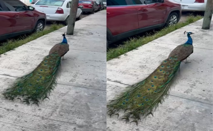 Un pavo real fue visto deambulando libremente en calles del centro de Chetumal, lo que generó sorpresa entre ciudadanos y automovilistas. El ave fue interceptada por autoridades tras reportarse el riesgo de que pudiera ser atropellada en una de las avenidas más transitadas de la capital.