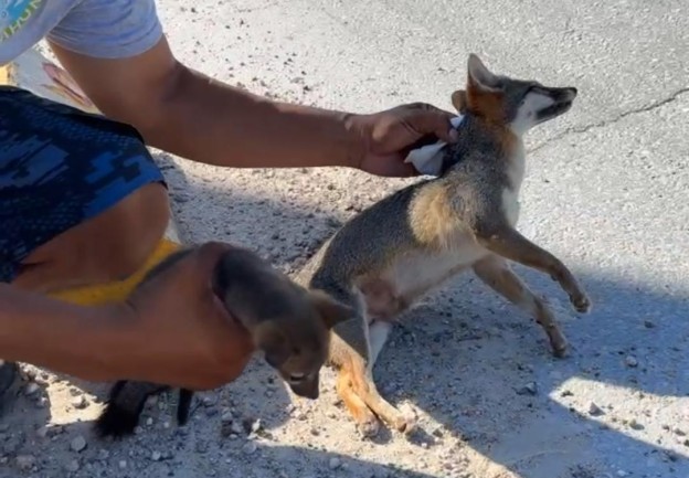 Rescatan a cría de zorro gris en Mahahual; su madre murió atropellada