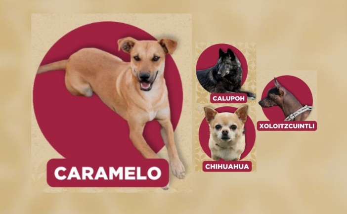 El “perrito caramelo” ya forma parte de las razas de perro mexicanas