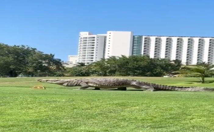 Un cocodrilo fue visto desplazándose con tranquilidad en el campo de golf del hotel Hyatt, ubicado en la Zona Hotelera de Cancún. El avistamiento llamó la atención de turistas y trabajadores debido a la cercanía del reptil con áreas frecuentadas por visitantes.