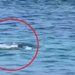 Pánico en competencia infantil de aguas abiertas en Cozumel, cocodrilo emerge entre niños