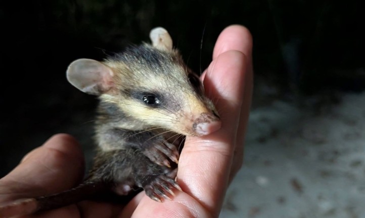 El santuario Tlacuatitlán confirmó la muerte de al menos dos tlacuaches a causa del gusano barrenador, una plaga que ya comenzó a afectar a fauna silvestre rescatada en Puerto Morelos. Rescatistas advirtieron que la presencia de la mosca transmisora representa una emergencia para animales bajo resguardo.