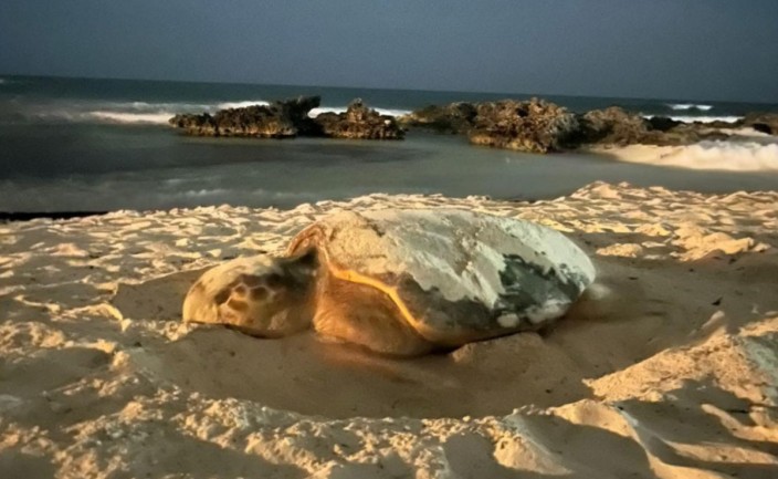Llega la primera tortuga caguama a Isla Mujeres en arranque de la Temporada de Anidación 2026