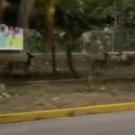 Dos venados desorientados fueron vistos en la carretera Cancún–Playa del Carmen, generando preocupación entre automovilistas por el riesgo de atropellos y la presencia de fauna silvestre.