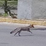 Un zorro gris hembra fue avistado en el Boulevard de Chetumal, lo que ha llevado a ciudadanos a pedir precaución al conducir en esa zona por la fauna silvestre.