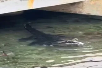 Captan a cocodrilo alimentándose en el puerto de abrigo de Cozumel