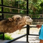 Zoológico Payo Obispo