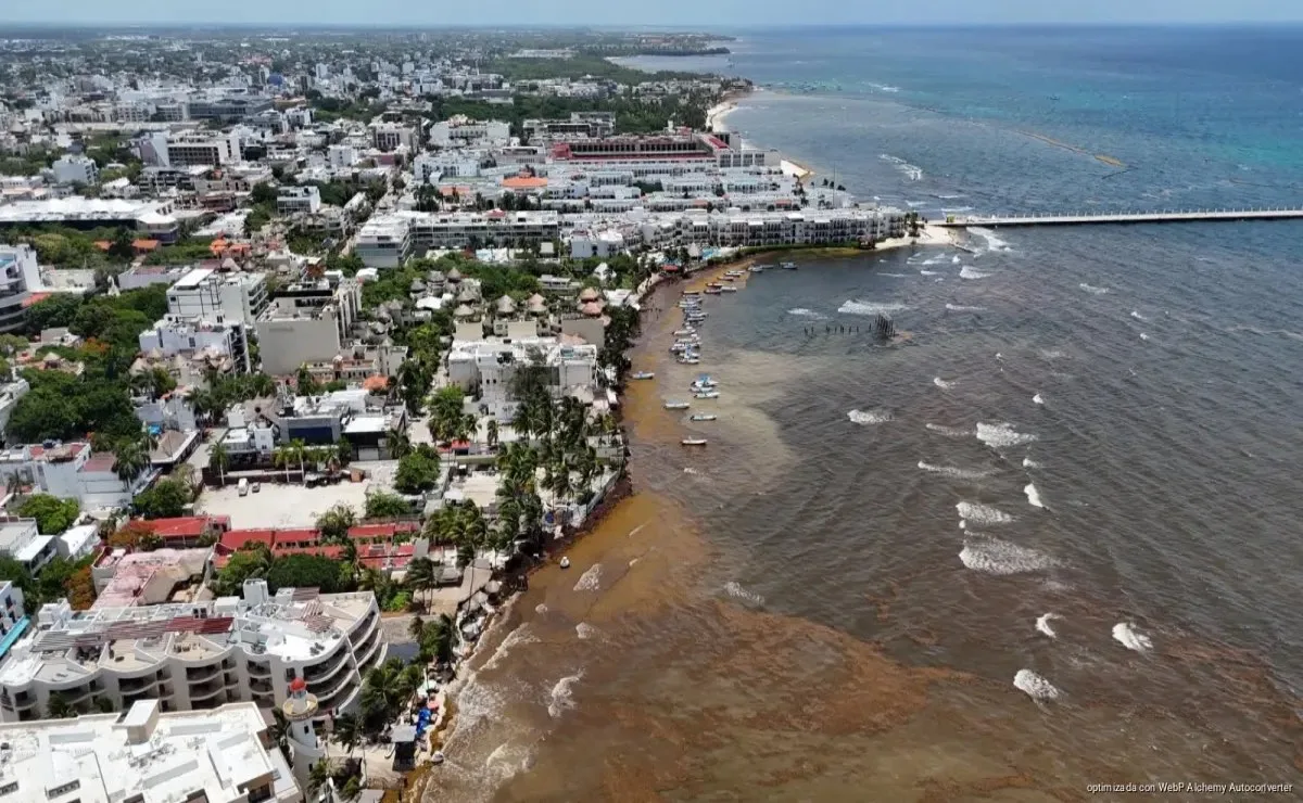 Sargazo podría convertirse en motor de desarrollo económico en Quintana Roo