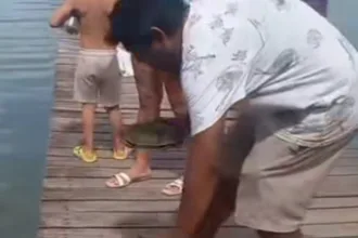 Liberación de tortugas en Laguna de Bacalar genera alerta