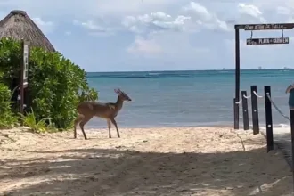 Venado intenta cruzar avenida 88 en Playa del Carmen; alertan por proyecto eléctrico